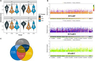 Comparative Analysis of Skeletal Muscle DNA Methylation and Transcriptome of the Chicken Embryo at Different Developmental Stages